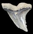 Large, Hemipristis Shark Tooth Fossil - Virginia #53485-1